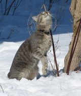 cute lovely Cat Emotions