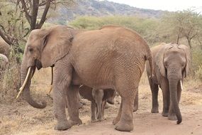 adult and young African Elephants in savanna