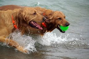 playful dogs in the water