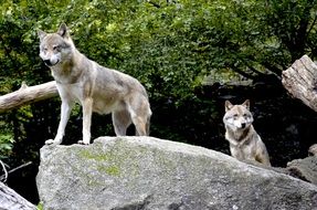 Wolves on the rocks