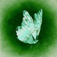 greenish butterfly on the green background