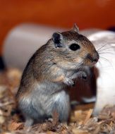 grey domestic mouse