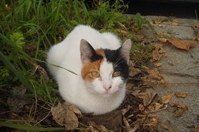 white cat with multicolored muzzle