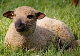 brown sheep lies on green grass