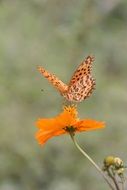 orange butterfly on the orange flower