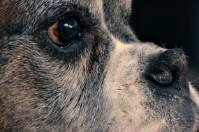 Nose and Eye Dog