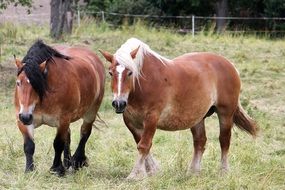 horses go on a green meadow