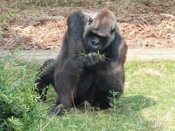 Colorful cute gorilla holding grass on the meadow
