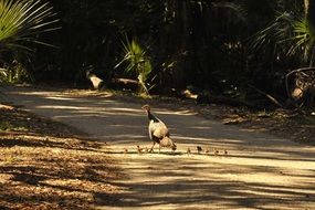 wild turkey with chicks crossing the road