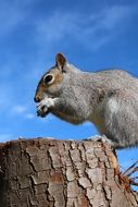 squirrel on a tree stump on a background of blue sky