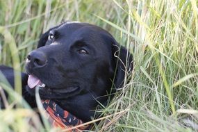 Cute and black Dog
