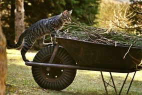 cat on a cart with green grass