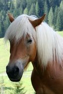 white hair Haflinger Horse closeup