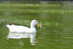 wondrous Duck Bird