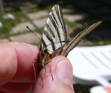 man holds a butterfly in his fingers