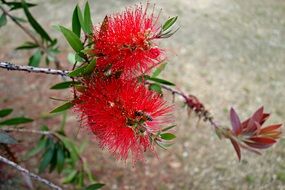 red Flower Spiky