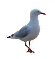 photo of seagulls on a white background