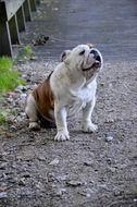 bulldog sits on the track