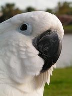 Umbrella Cockatoo head close up