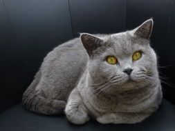 fluffy gray cat with yellow eyes