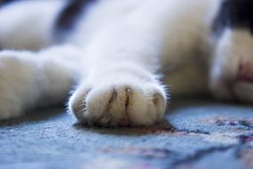 soft cat paws