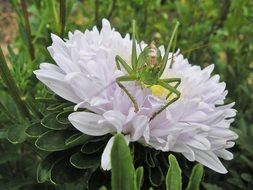 grasshopper on a flower in the garden