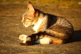 relaxing domestic tiger cat