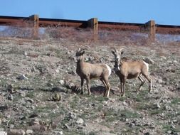 goats on the hillside