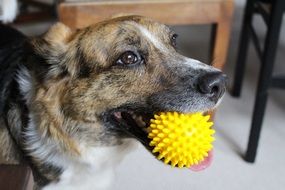 young dog with yellow ball in his teeth