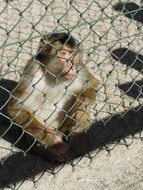 cute Monkey sits on ground at wire grid fence