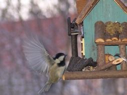 Tit Bird Seed Bird Animals