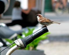 sparrow on the bike handle