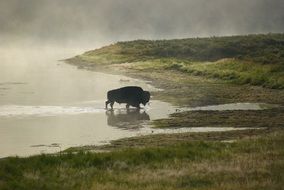 Buffalo Bison Fog Walking