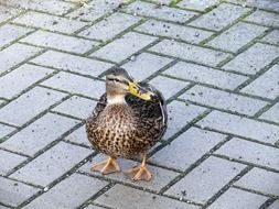 Wild bird duck in a park