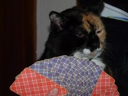 Play Cards in front of cat