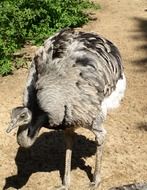 flightless rhea bird in wildlife