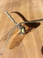 wondrous Bug Wing