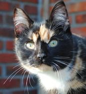 lucky Cat looking straight, portrait