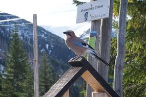 bird on the edge of a wooden board