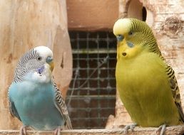 yellow and blue parrots