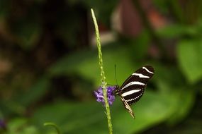 black and white butterfly on the flower