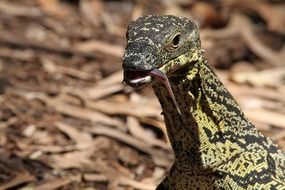spotted monitor lizard in Australia