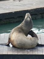 cute lovely Sea Lion Mammal