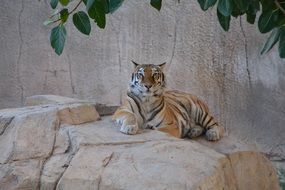 majestic tiger on a big stone