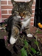 domestic cat on the garden bed