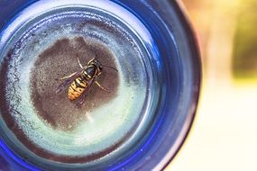 Wasp is in the bottle close-up