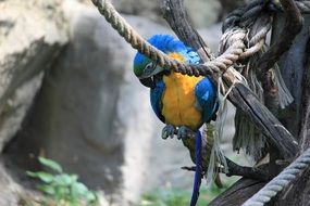 blue and yellow Ara Parrot in Zoo