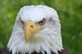 bald eagle with a menacing look closeup