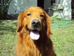 golden retriever with tongue hanging out on the grass