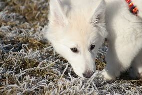 Small White Dog on frosted grass
